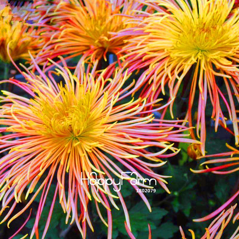 Fragrant Chrysanthemum Seeds - Colorful Bonsai Flower Seeds for Home Garden Planting