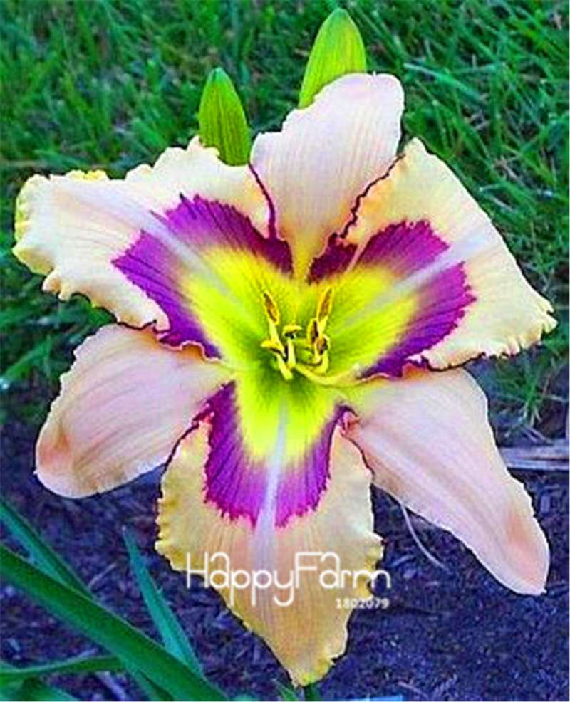 Hybrid Daylily Seeds - Colorful Hemerocallis Lily for Home Garden & Bonsai | Fast-Growing Flower Seeds