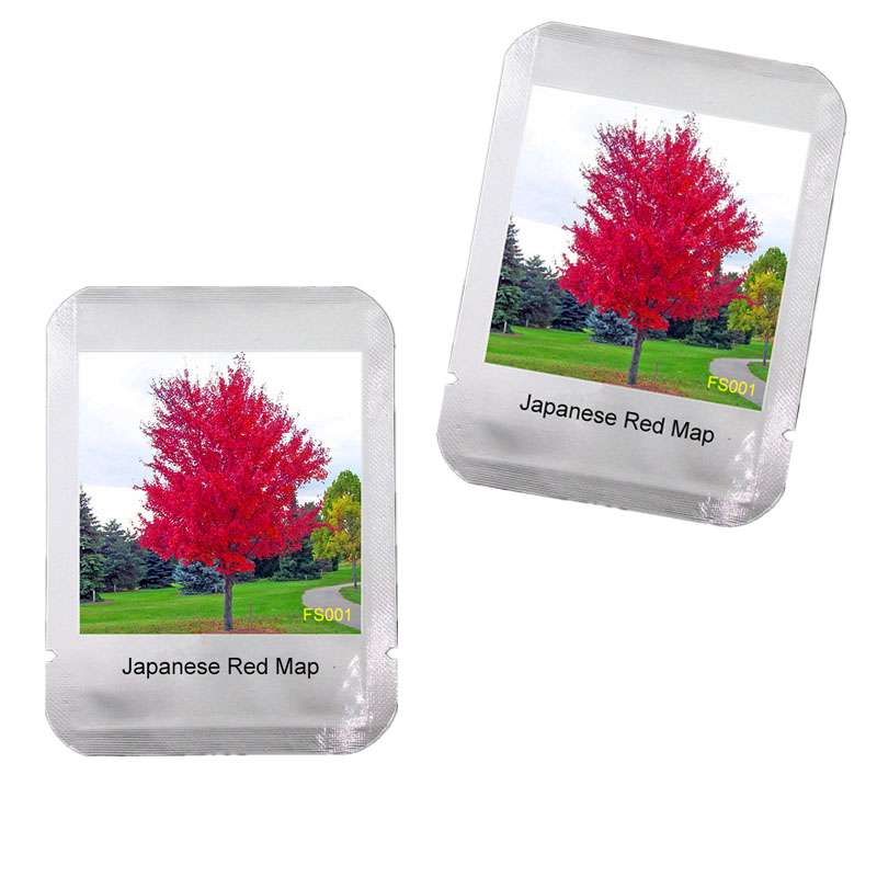 Japanese Red Maple Tree Seeds - Vibrant & Beautiful, Professional Pack, Unique Gift Idea