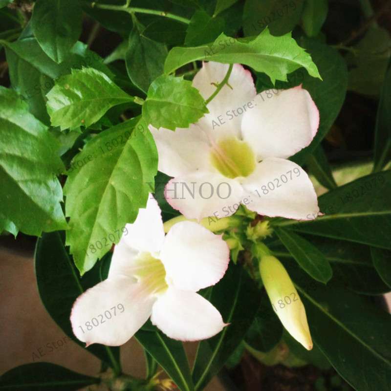 Exotic Mixed Colors Desert Rose Seeds - Fire Red Heart Bonsai, for Home Garden