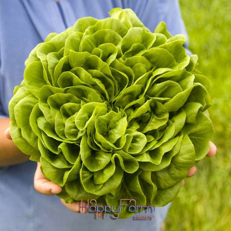 Italian Lettuce Seeds - Easy to Grow, Delicious & Fresh for Salads, Home Garden DIY, Professional Pack