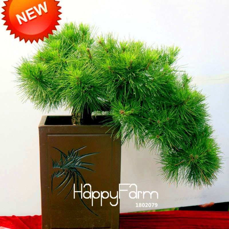 Osaka Bonsai Pine Tree Seeds - Japanese Ornamental Potted Plant for Home & Garden