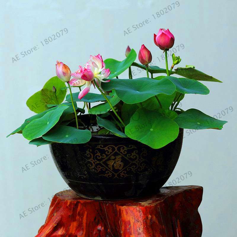 Lotus Flower Seeds - Aquatic Water Lily Plants for Home Garden Planting