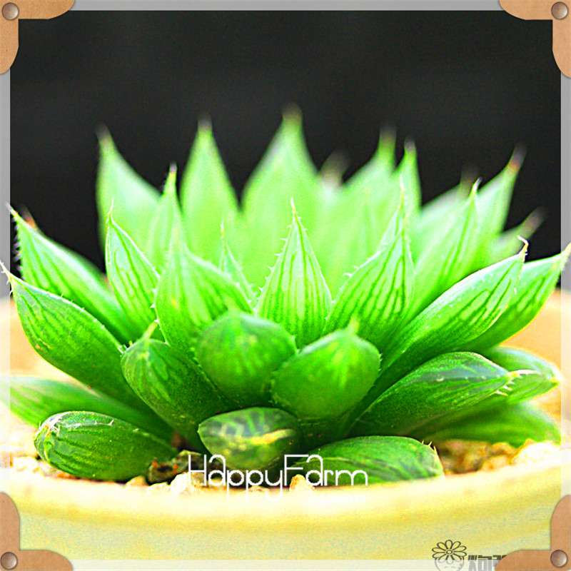 99 Varieties Lithops Seeds - Succulent & Bonsai Plants for Office, Home Garden - Easy to Grow