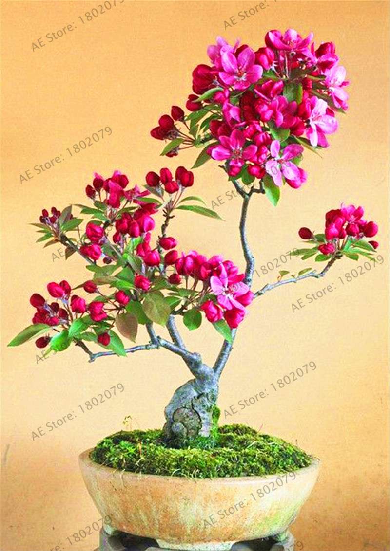 Rare Azalea Bonsai Seeds - DIY Home Garden Plants, Sakura-Like Blooms - Grow Japanese Cherry Flowers
