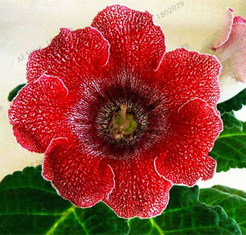 Climbing Gloxinia Seeds - Perennial Sinningia Speciosa Bonsai Flowers for Balcony & Garden Planting