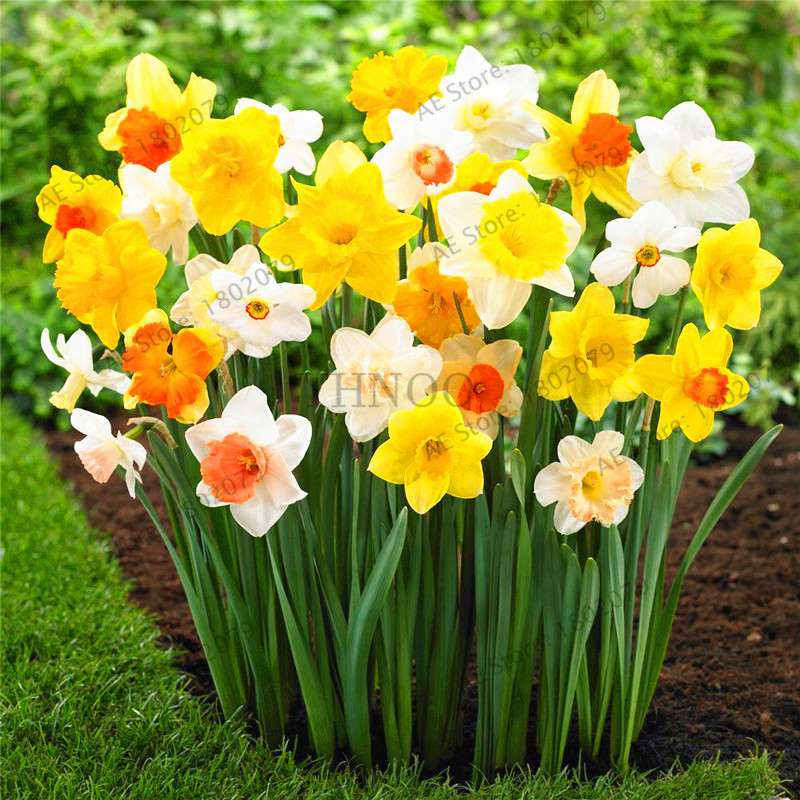 Double Petal Daffodil Bonsai Seeds - Aquatic Plant Seeds for Home Garden Planting