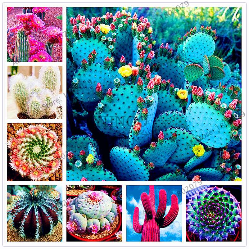 Premium Cactus & Succulent Seeds Mix - High Germination for Home & Garden Planting