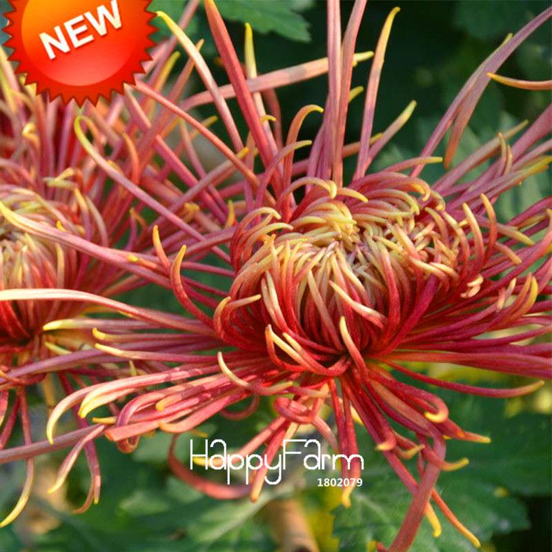 Rare Fireworks Orange Chrysanthemum Seeds - DIY Garden Flowers for Planting, Gifting & Home Decor