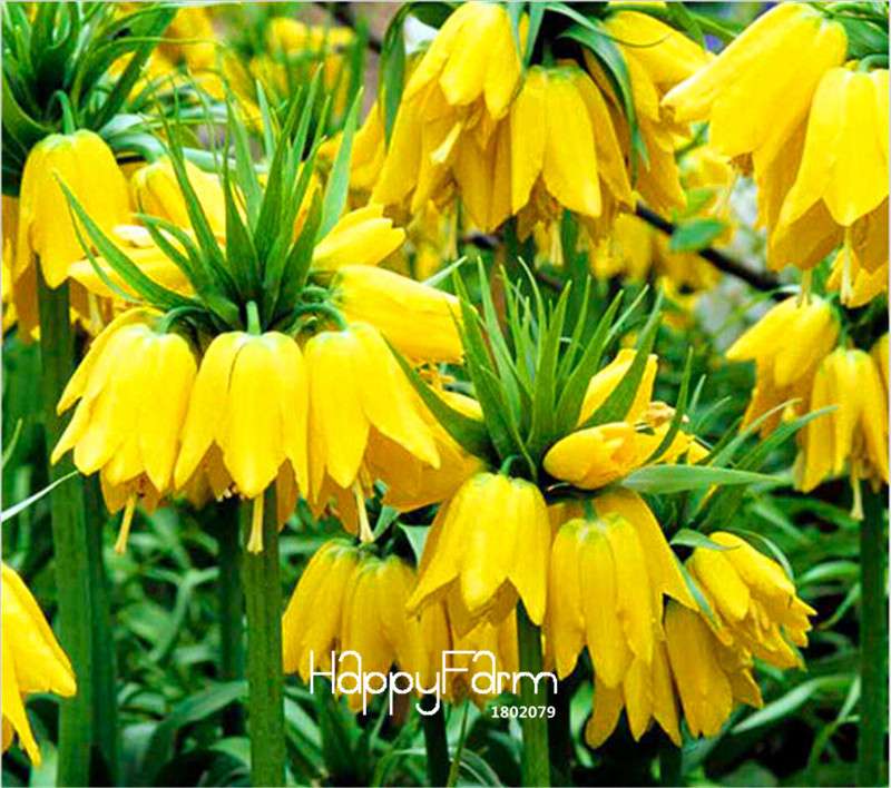 Yellow Imperial Crown Seeds - Easy to Grow, Lush Ground Cover for Home Garden (Imperialis Lutea)
