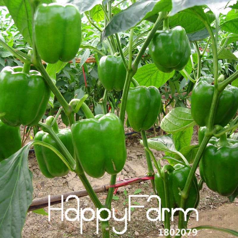 Mixed Garden Vegetable Seeds - 13 Varieties Including Colorful Red, Yellow, Green, Purple, Black & White Peppers