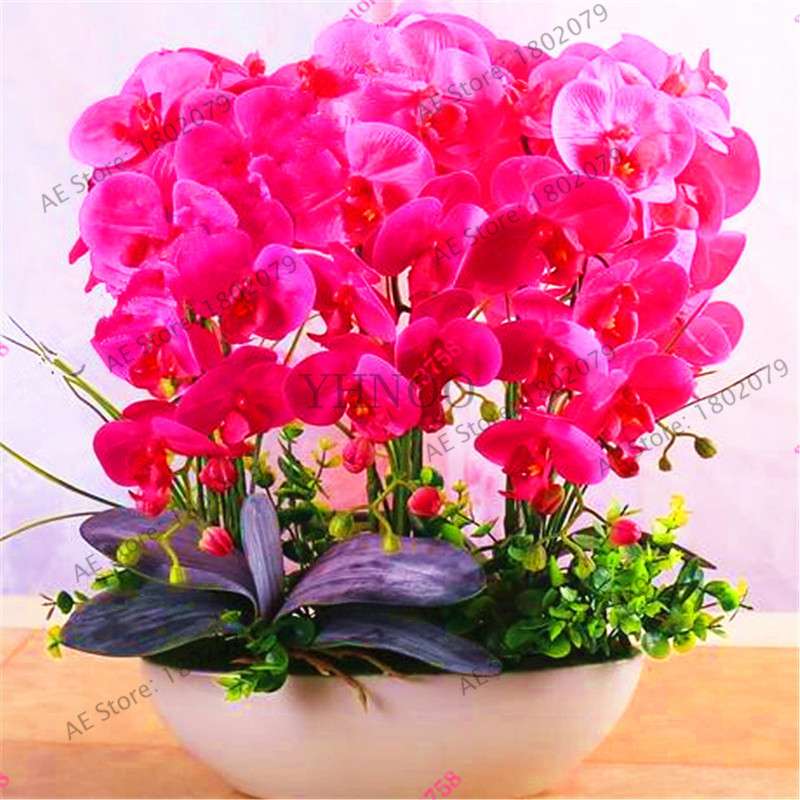 Rare Mixed Color Butterfly Orchid Seeds - Beautiful Bonsai Balcony Flowers for Garden Planting