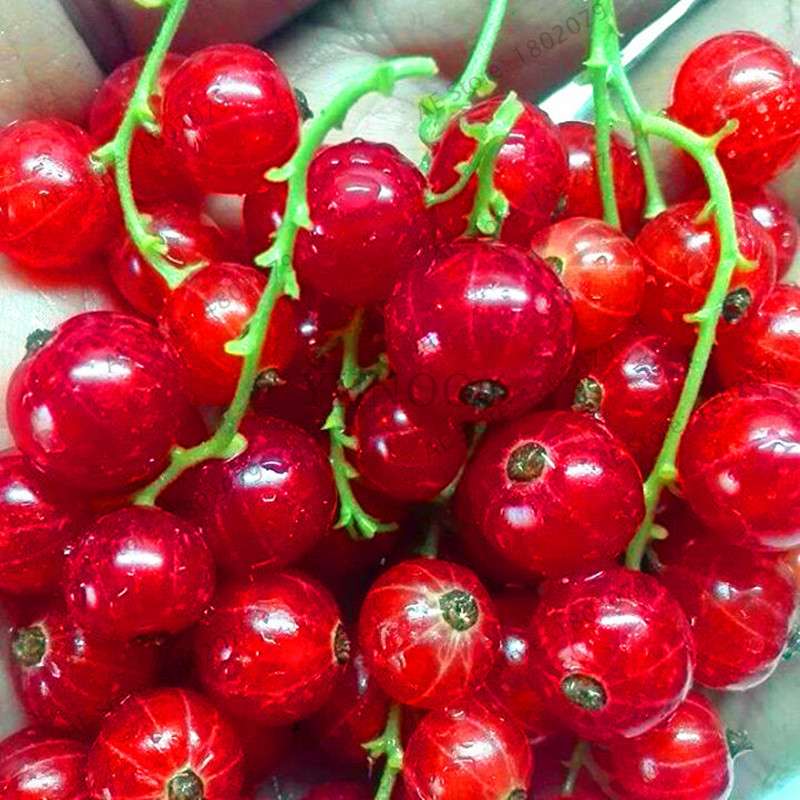 Organic Gooseberry Seeds - Fresh, Nutrient-Rich Perennial Fruit Seeds for Home Gardening