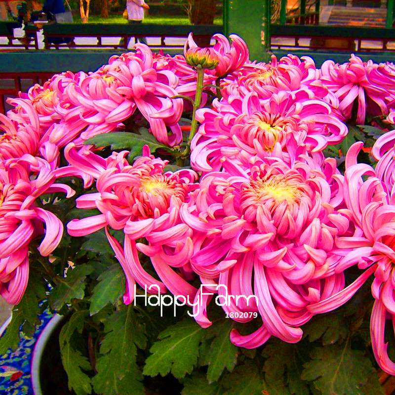 Fragrant Chrysanthemum Seeds - Colorful Bonsai Flower Seeds for Home Garden Planting