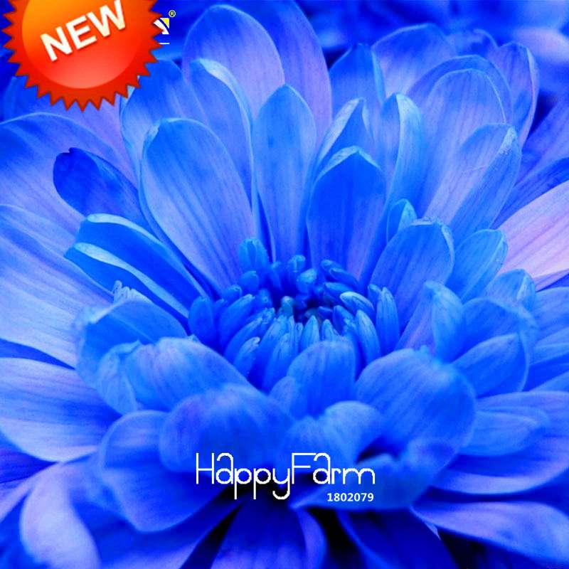 Rare Blue & White Chrysanthemum Seeds - Potted Flower for Home Garden Planting