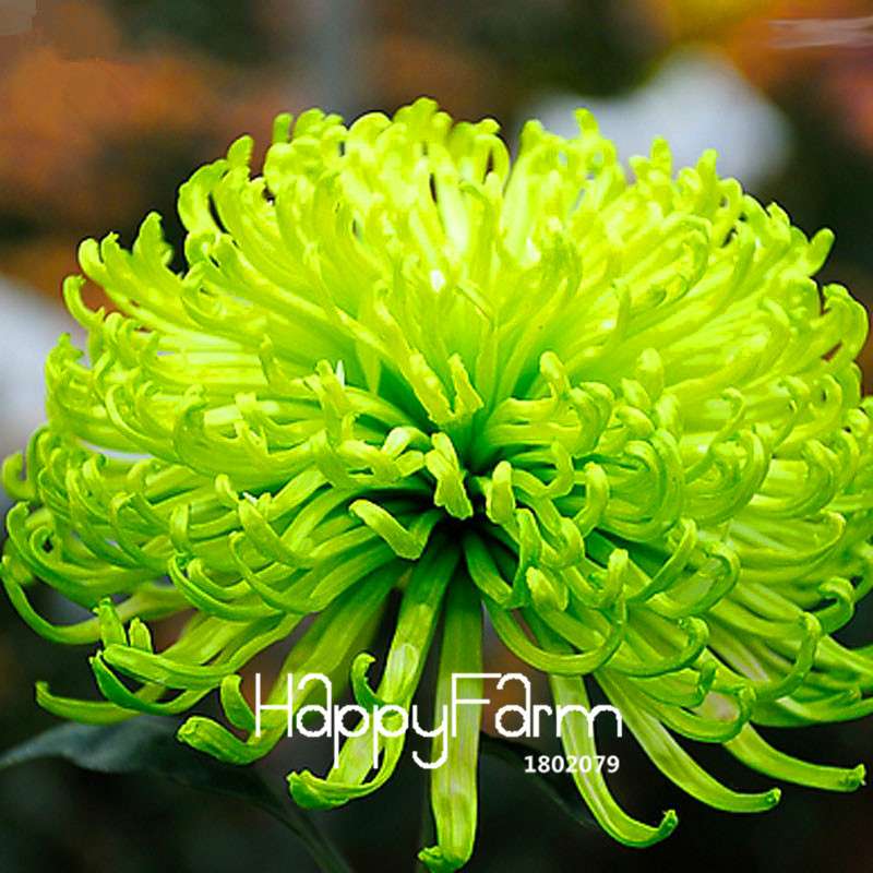 Fragrant Chrysanthemum Seeds - Colorful Bonsai Flower Seeds for Home Garden Planting