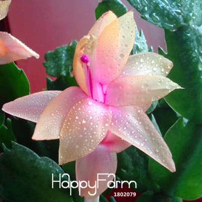 24 Color Rare Schlumbergera Bonsai Seeds - | Unique Truncatus Flower Seeds for Planting