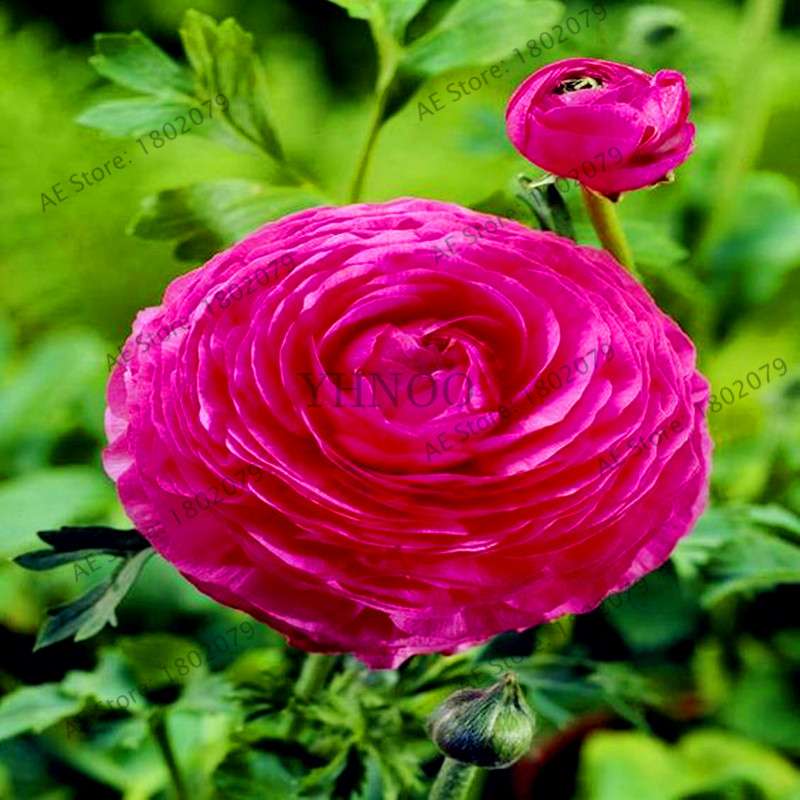 Ranunculus Asiaticus Seeds - Perennial Bonsai Flowers for Home & Garden, Easy to Grow