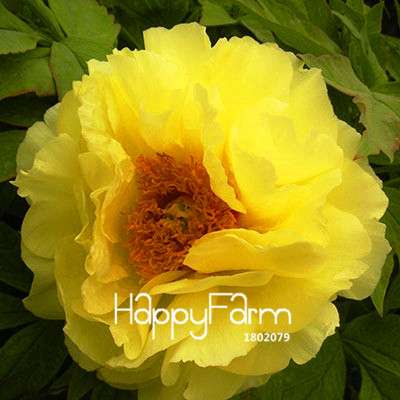 Yellow Peony Seeds for Planting - Potted Bonsai Flower Seeds for Home Garden