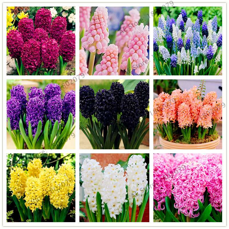 Hyacinth Seeds for Planting - Fragrant Potted Bonsai Flowers, Home Garden Blooming Bulbs