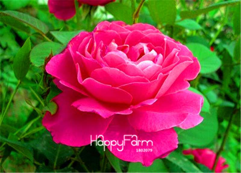 Rose Flower Seeds - Perennial, Easy to Grow, Blooms All Seasons - Planting Guide Included