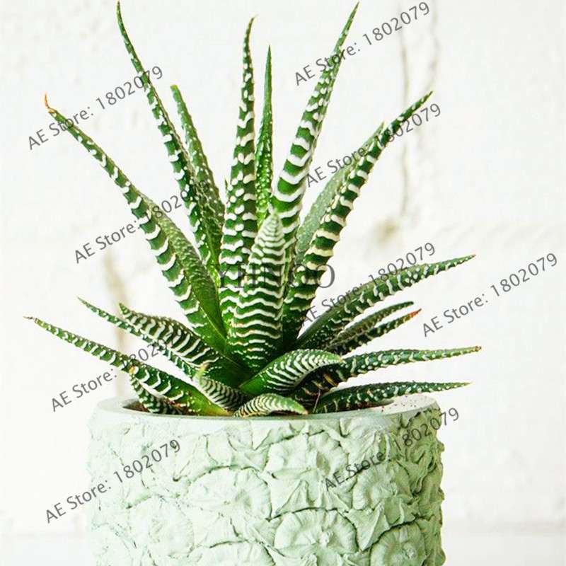 Succulent Seeds Kit - Aloe Vera, Edible Beauty Plants, Bonsai & Perennial Flowers for Home Garden