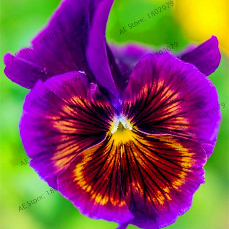 24 Colors Wavy Pansy Seeds - Viola Tricolor for Indoor Bonsai & Home Garden Planting