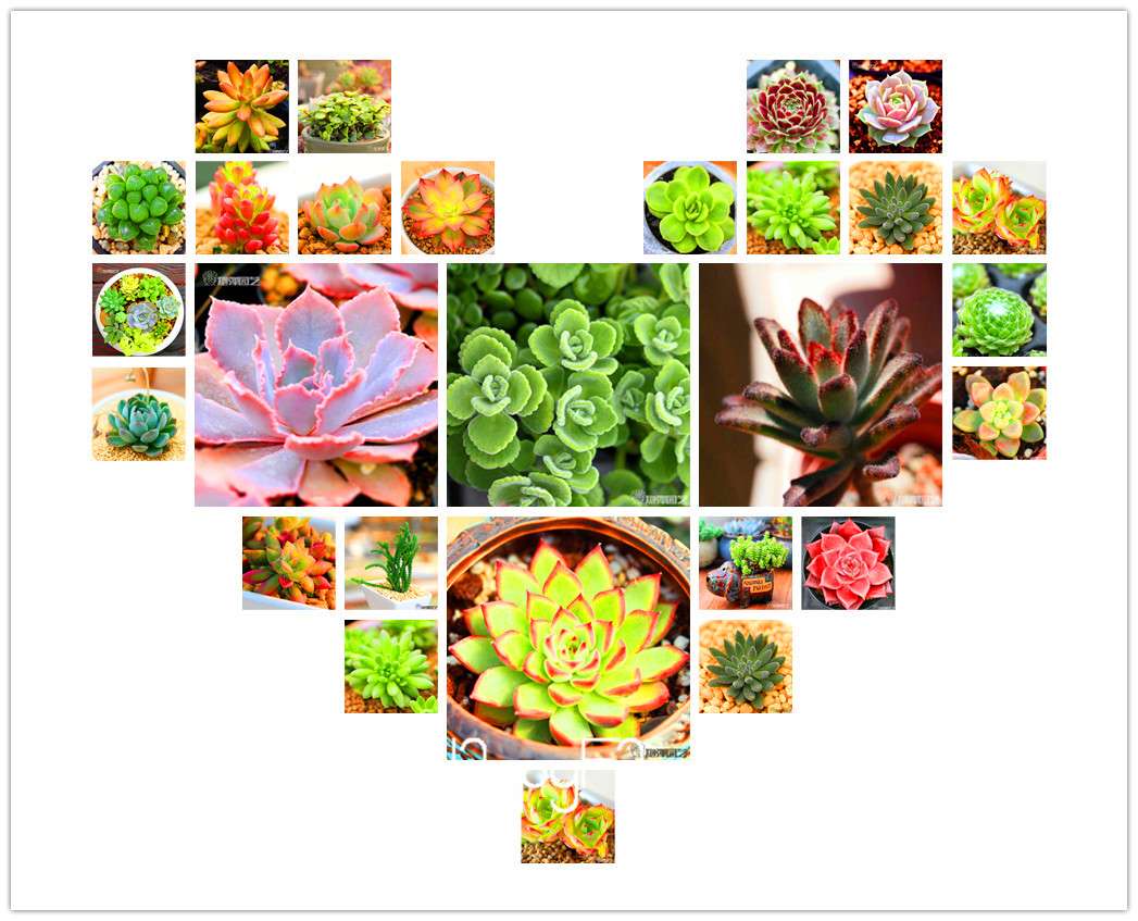 Lithops Seeds - 99 Varieties, Succulent & Bonsai Plants for Office - Fast Shipping & High Germination Rate