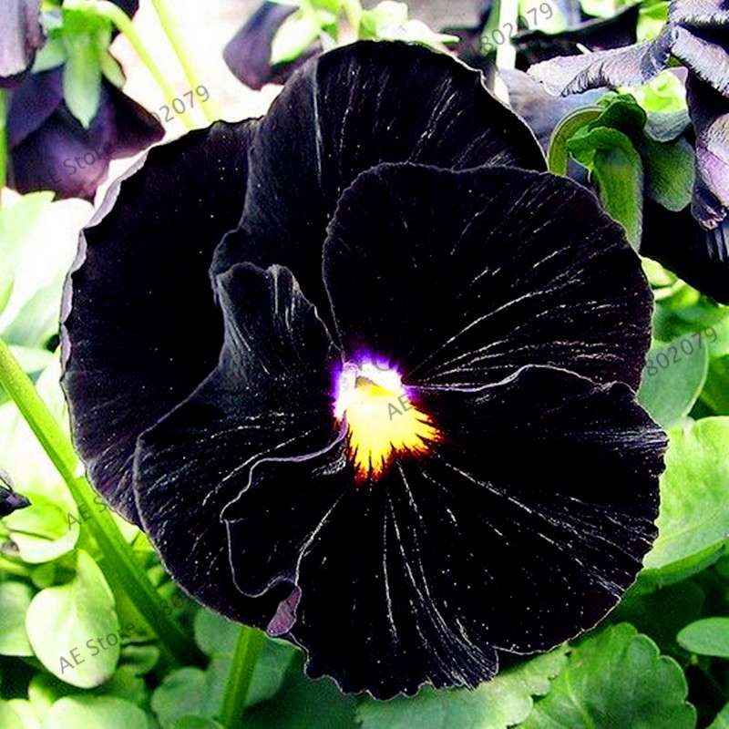 24 Colors Wavy Pansy Seeds - Viola Tricolor for Indoor Bonsai & Home Garden Planting