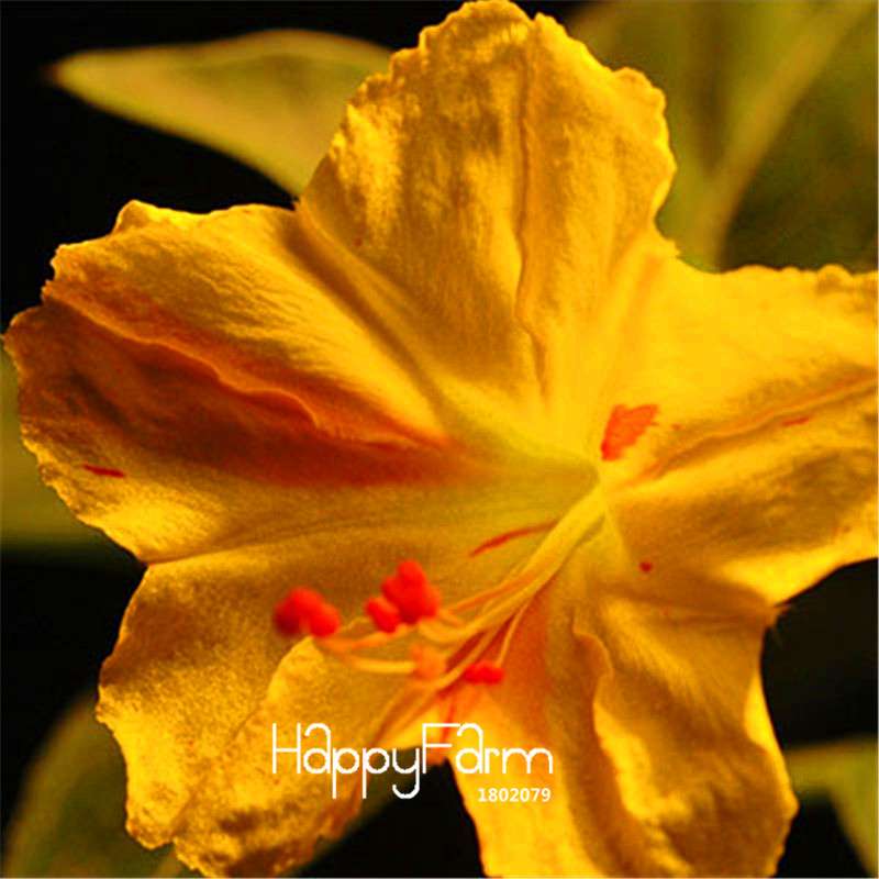 18 Varieties Jasmine Seeds - Fragrant & Ornamental Flowers for Garden Planting, Chinese Charm