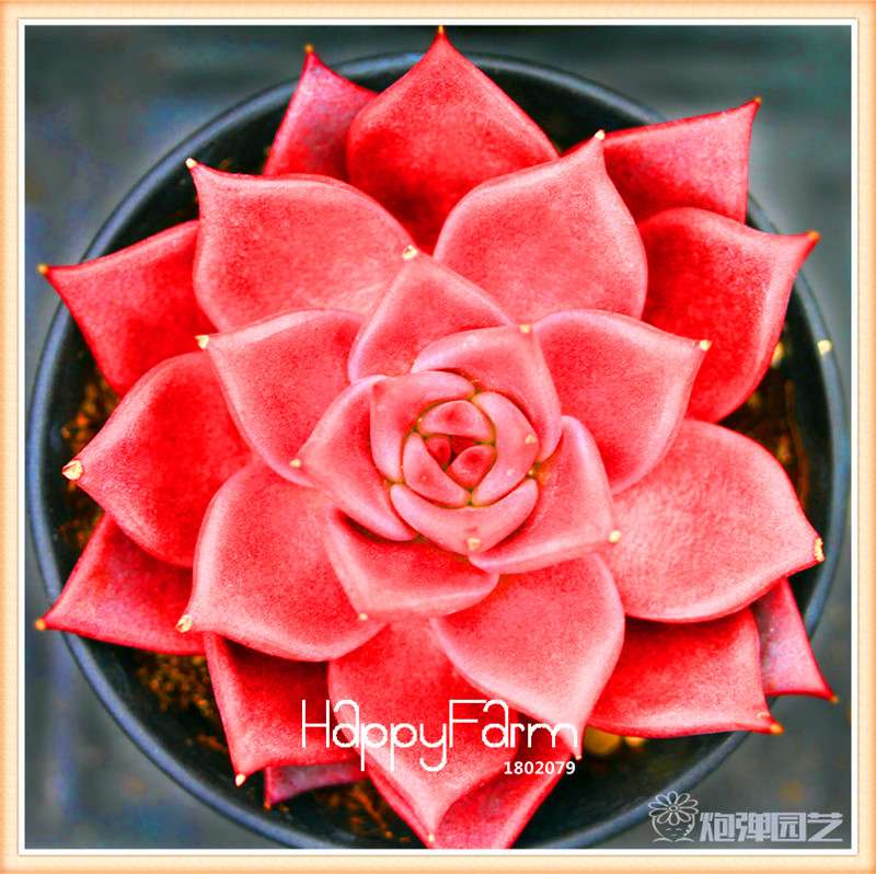 Lithops Seeds - 99 Varieties, Succulent & Bonsai Plants for Office - Fast Shipping & High Germination Rate