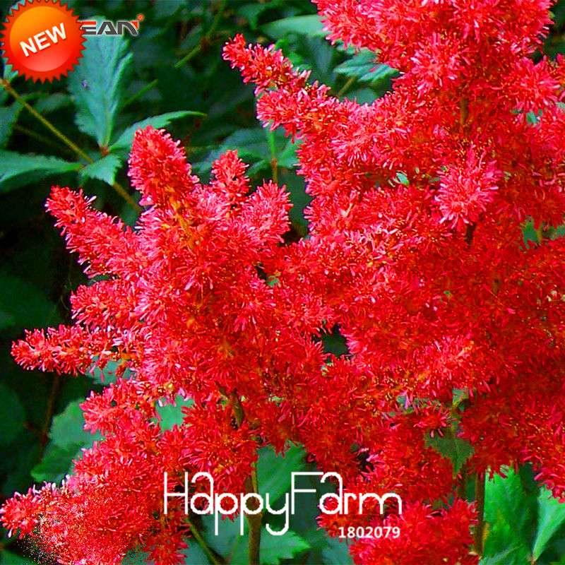 6-Color Chinese Astilbe Flower Seeds - Vibrant Balcony & Potted Garden Blooms, Fast US Shipping