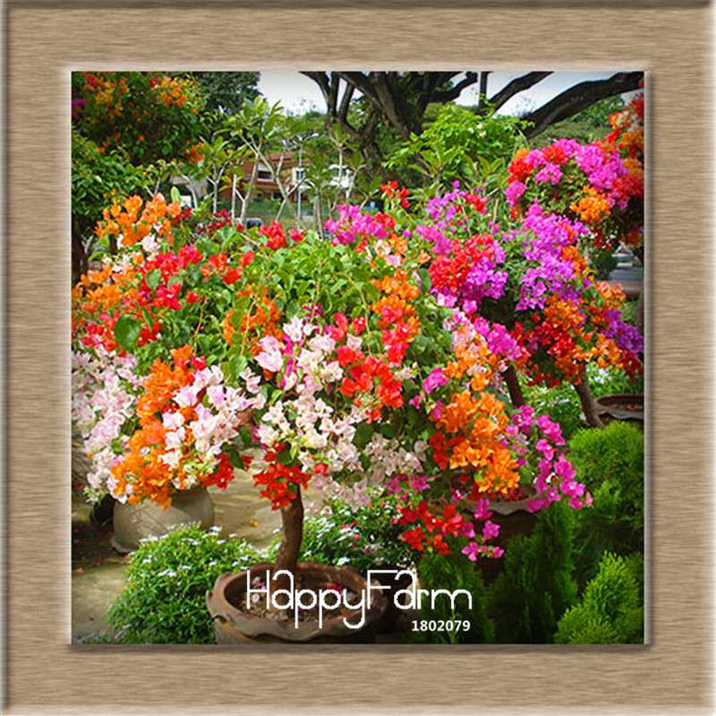 9 Varieties Bougainvillea Spectabilis Seeds - Perennial Bonsai & Flowering Plants