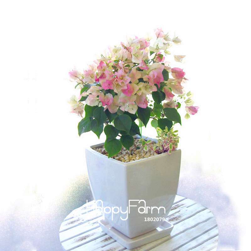 9 Varieties Bougainvillea Spectabilis Seeds - Perennial Bonsai & Flowering Plants