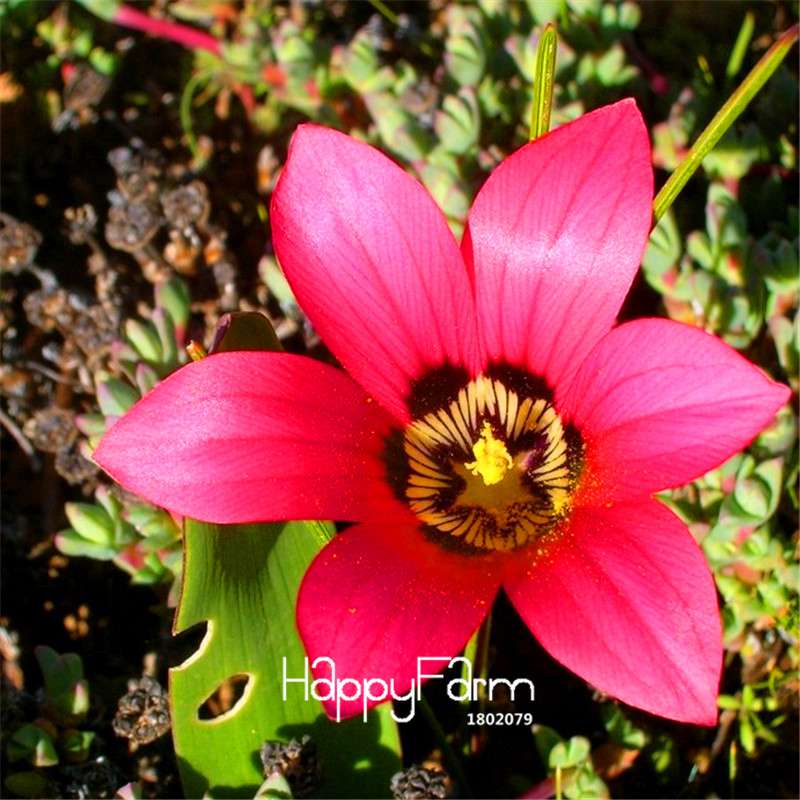 Romulea Flower Seeds - Rare, Fresh & Beautiful for Home Garden Planting