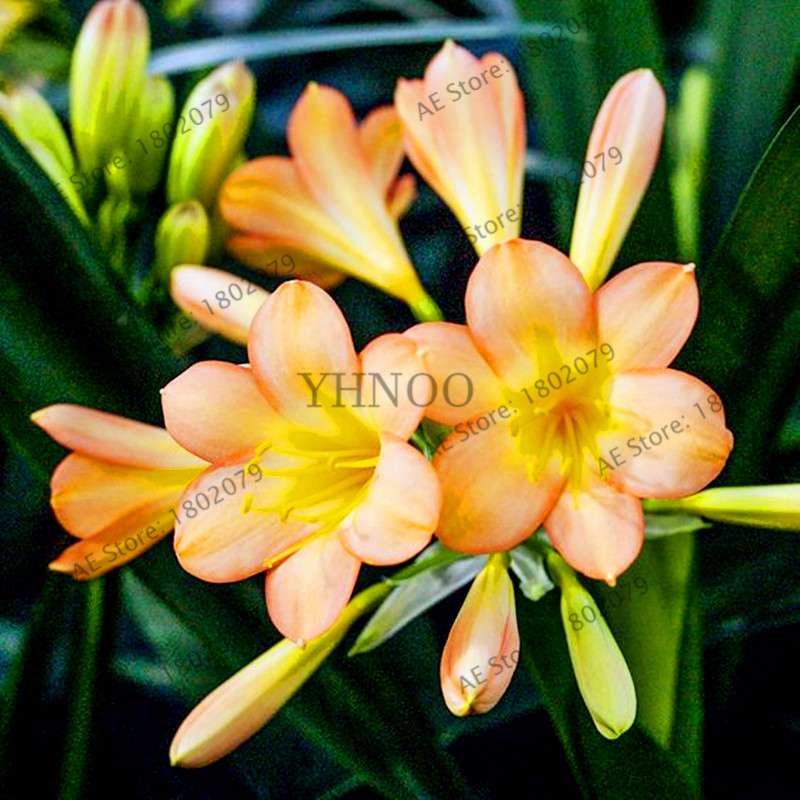 Chinese Clivia Seeds - Exotic Bonsai Flower for Home & Garden | Fast-Growing, Beautiful Blooms