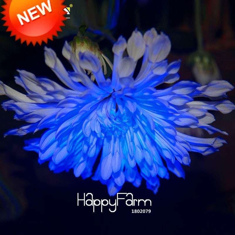 Rare Blue & White Chrysanthemum Seeds - Potted Flower for Home Garden Planting