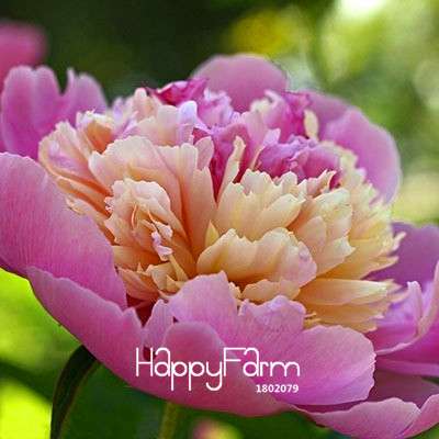 Black Purple Peony Seeds - Exotic Potted Bonsai Plant for Home Garden, Easy to Grow Flower Seeds