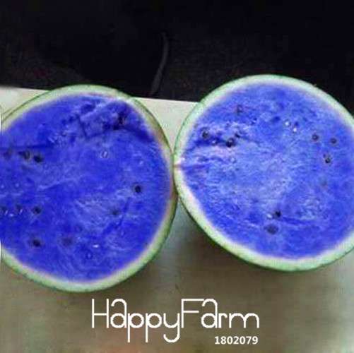 Blue Flesh Watermelon Seeds - Sweet, Non-GMO, Edible Fruit for Bonsai & Home Gardening