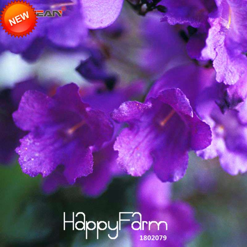 Blue Purple Jacaranda Mimosifolia Tree Seeds - Fast-Growing Flowering Shrub for Your Garden