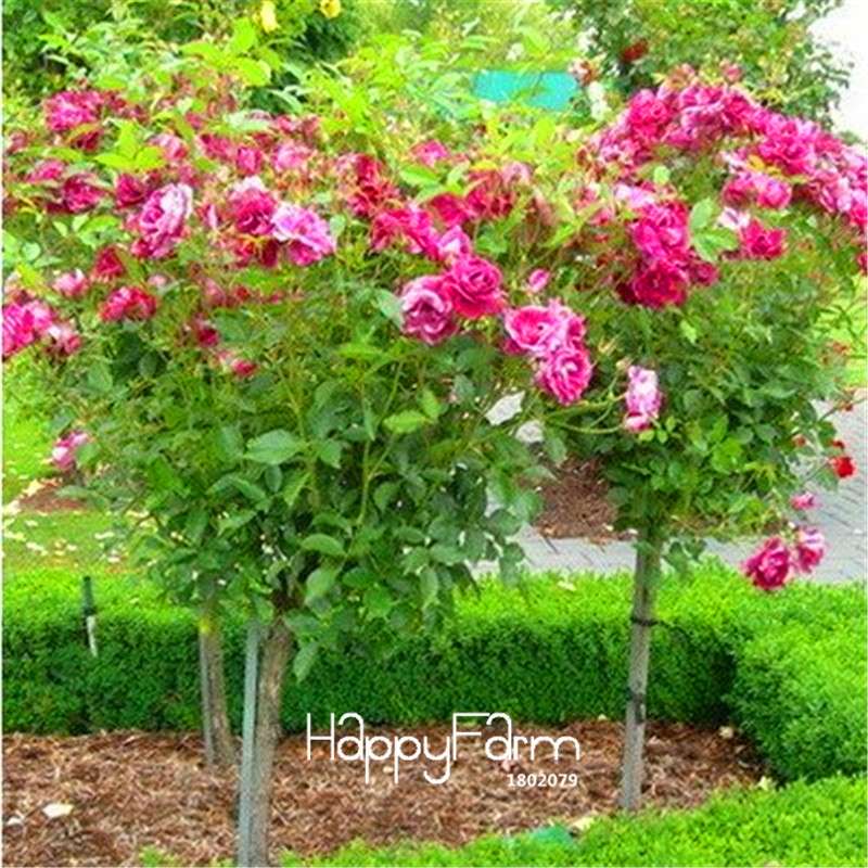 Rare Rosa Chinensis Seeds - Fresh Dendroidal Rose Tree Seeds for Planting, Exotic Flower Garden