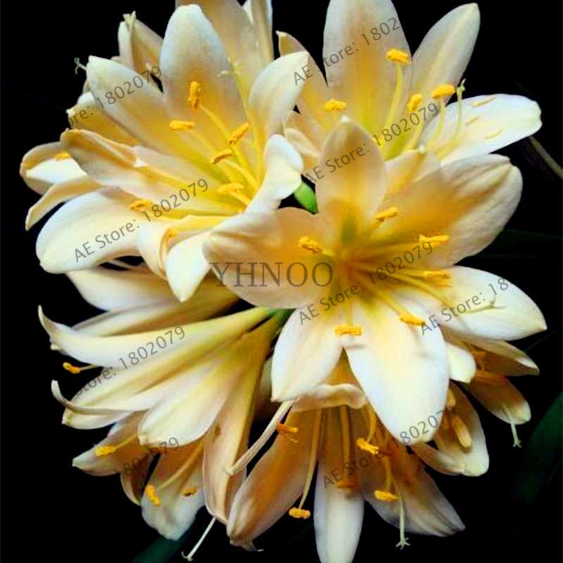 Chinese Clivia Seeds - Exotic Bonsai Flower for Home & Garden | Fast-Growing, Beautiful Blooms