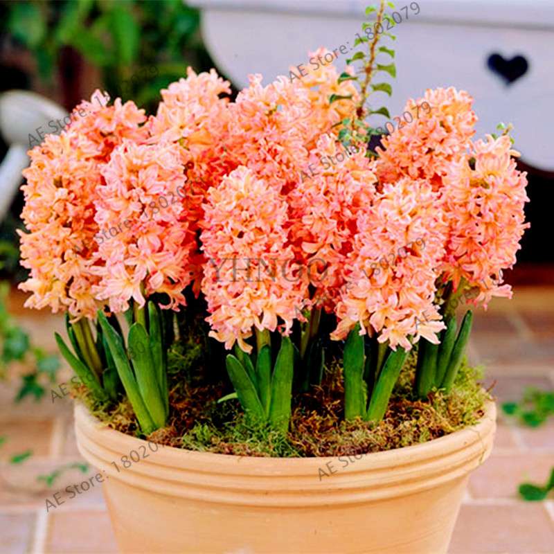Hyacinth Seeds for Planting - Fragrant Potted Bonsai Flowers, Home Garden Blooming Bulbs