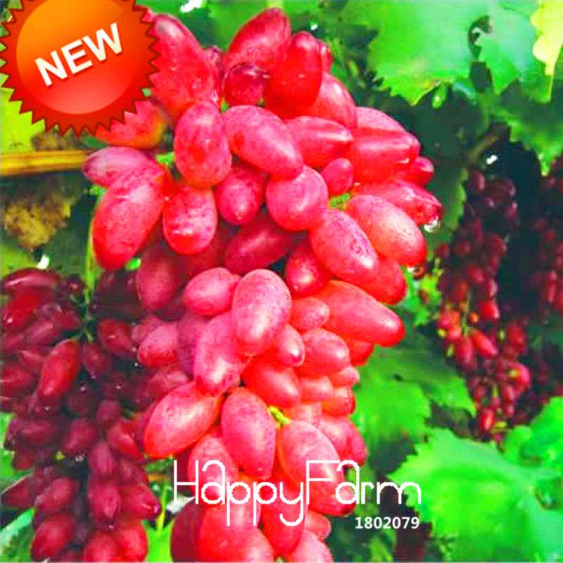 Rare Red Finger Grape Seeds - Natural Sweet Fruit Plants for Home Gardening, Fast Growth