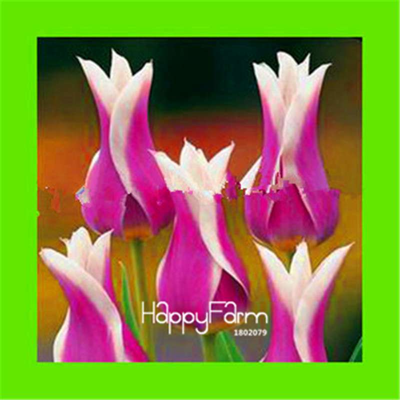 Dutch Tulip Flower Seeds - Potted Bonsai for Home & Garden Planting