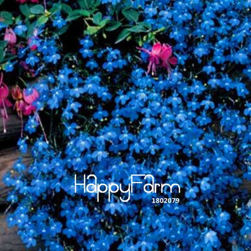 Lobelia Seeds - Bonsai Flower, Creeper & Ground Cover Plants for Garden Landscaping | Fast-Growing