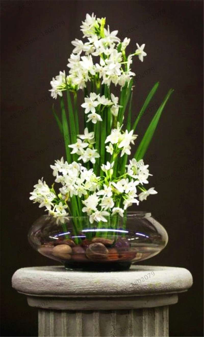 Double Petal Daffodil Bonsai Seeds - Aquatic Plant Seeds for Home Garden Planting