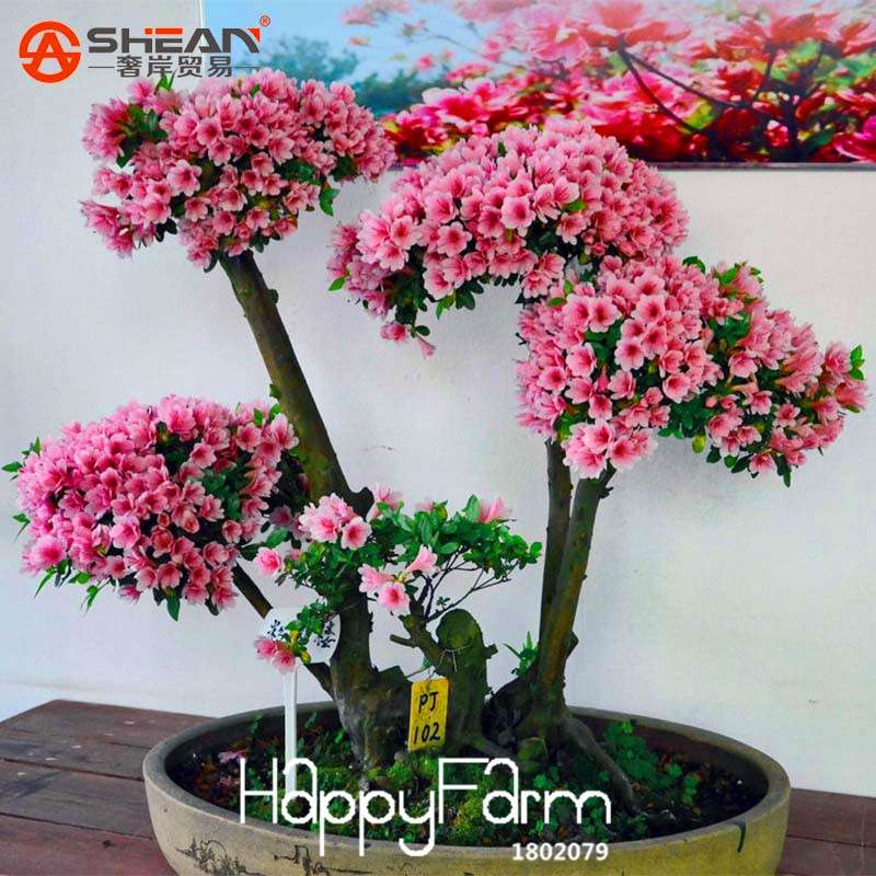 Rare Azalea Seeds - 12 Varieties, Cherry-Like Blooms - Stunning Flower Seeds for Garden