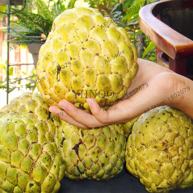 Premium Custard Apple Seeds - Sweet Tropical Annona Fruit for Home Garden