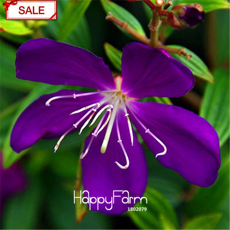 18 Varieties Jasmine Seeds - Fragrant & Ornamental Flowers for Garden Planting, Chinese Charm